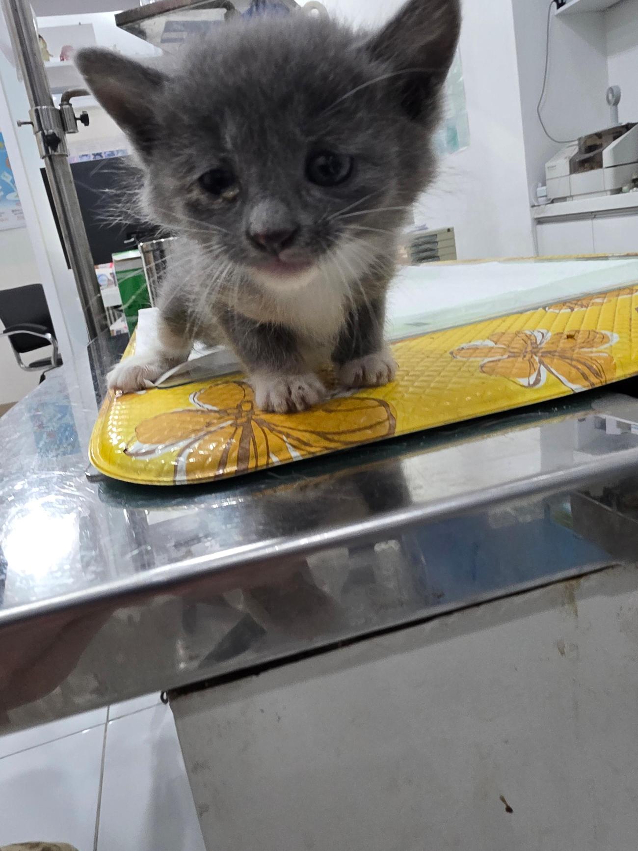보호 중인 러시안 블루