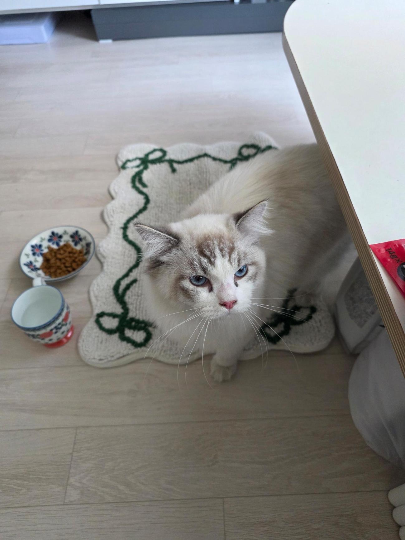 보호 중인 발리네즈