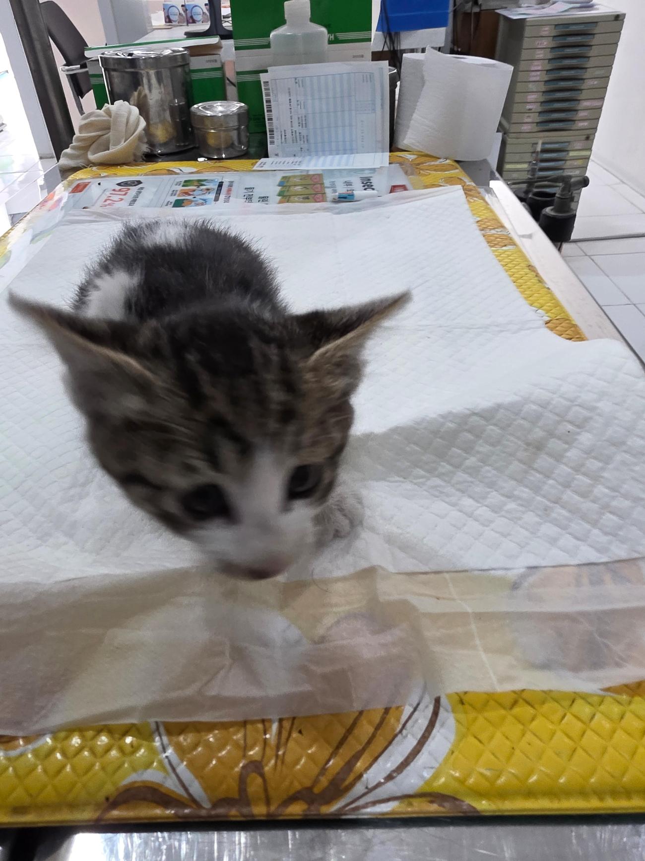 보호 중인 한국 고양이