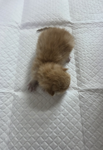 보호 중인 한국 고양이