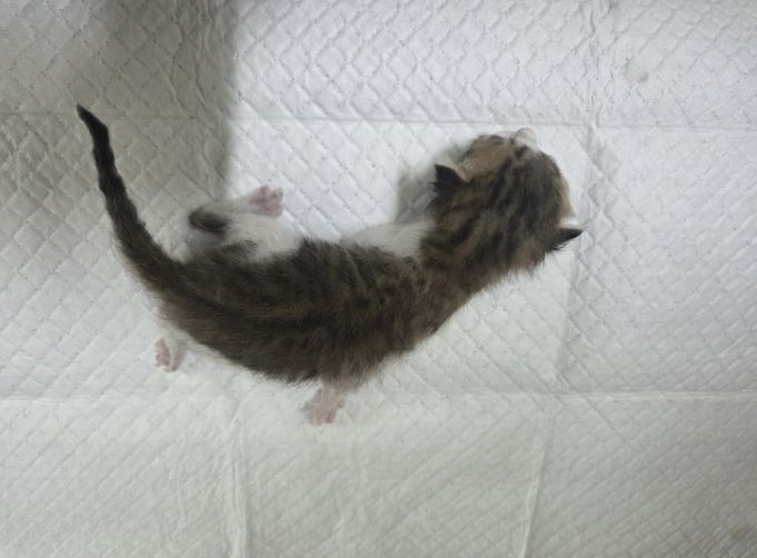 보호 중인 한국 고양이