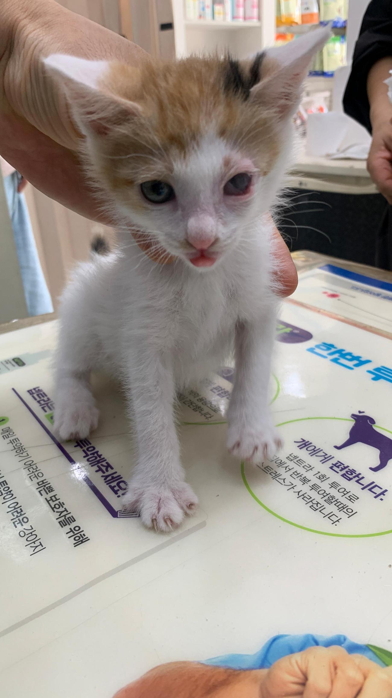 보호 중인 한국 고양이