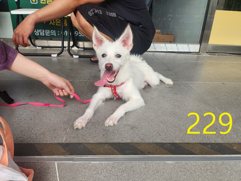 보호 중인 믹스견
