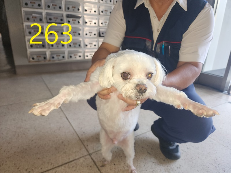 보호 중인 말티즈