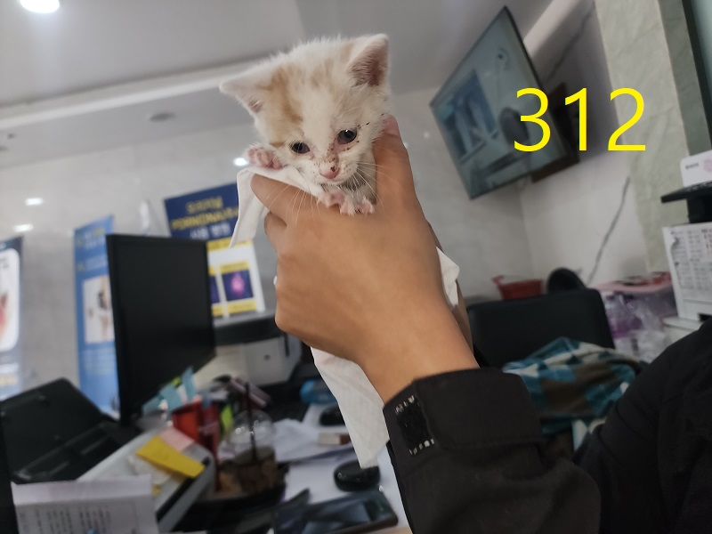 보호 중인 한국 고양이
