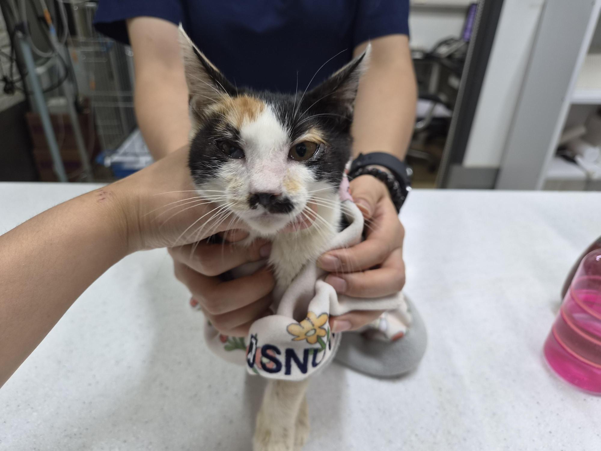 보호 중인 한국 고양이