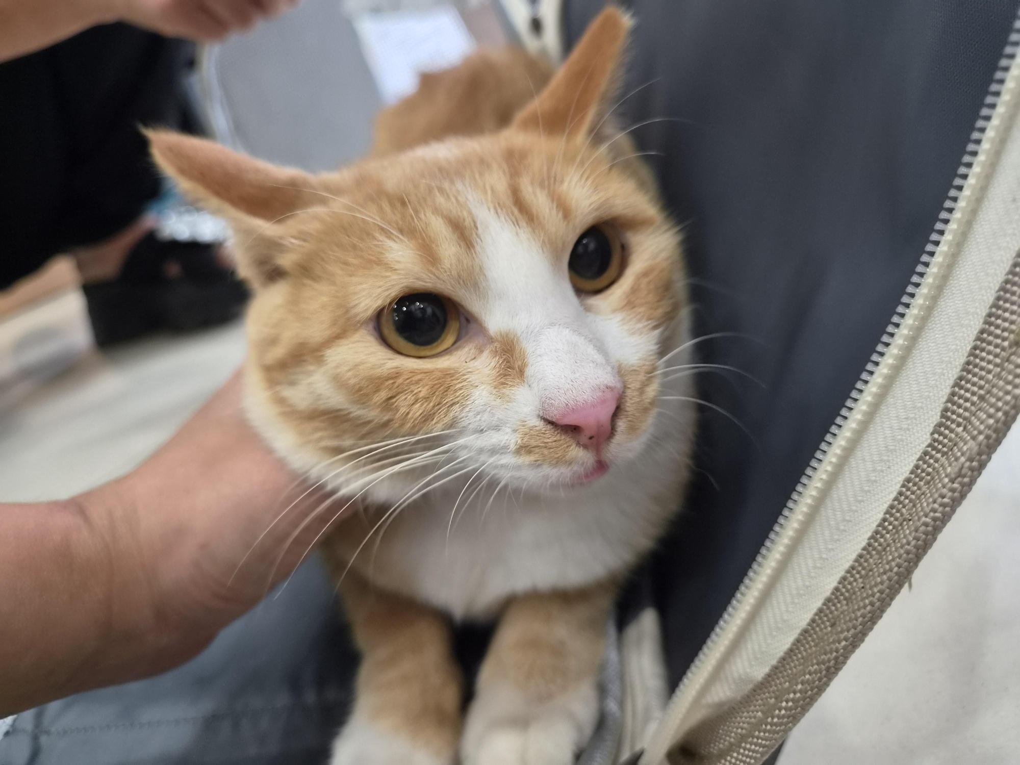 보호 중인 한국 고양이