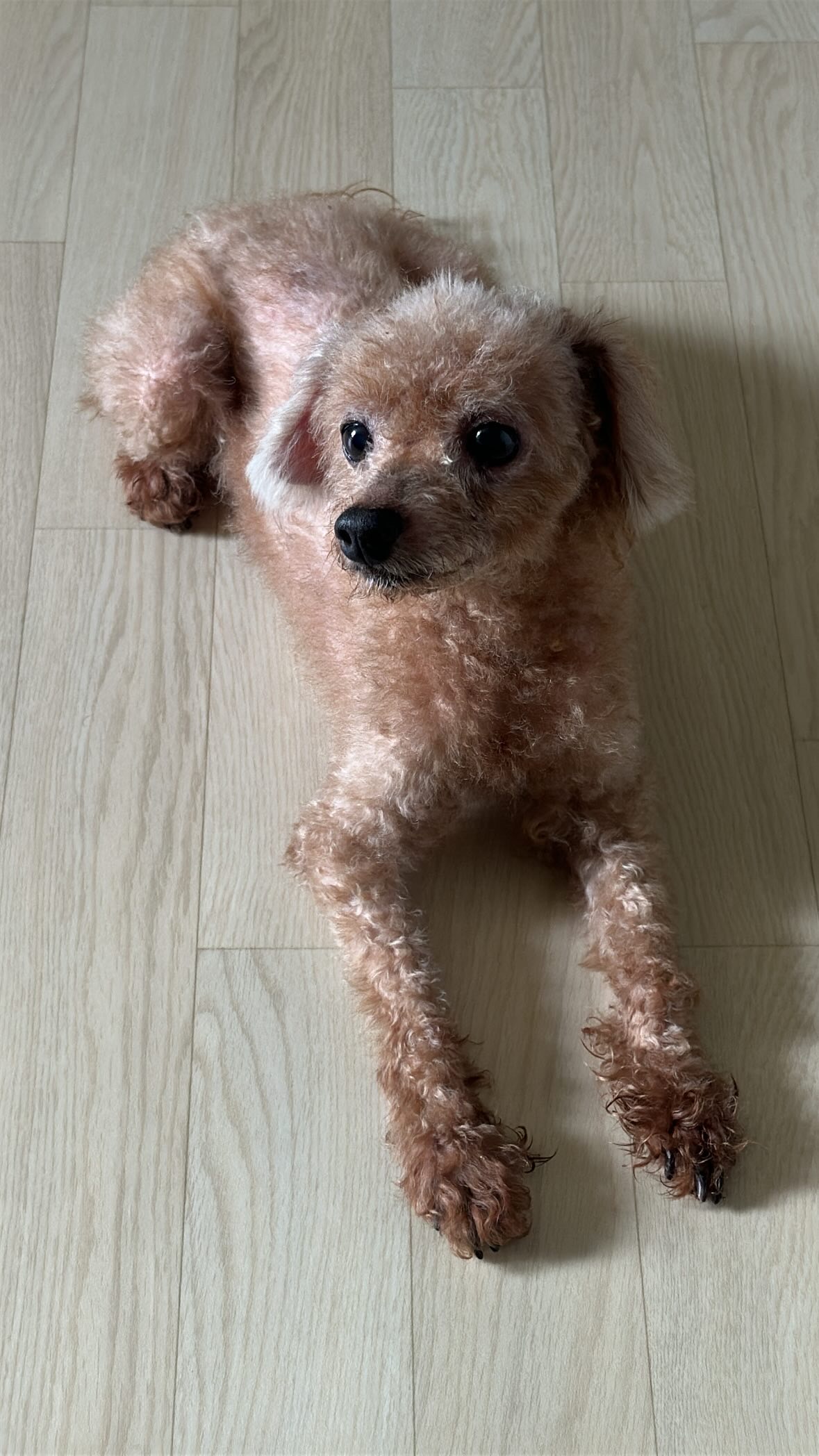 보호 중인 푸들