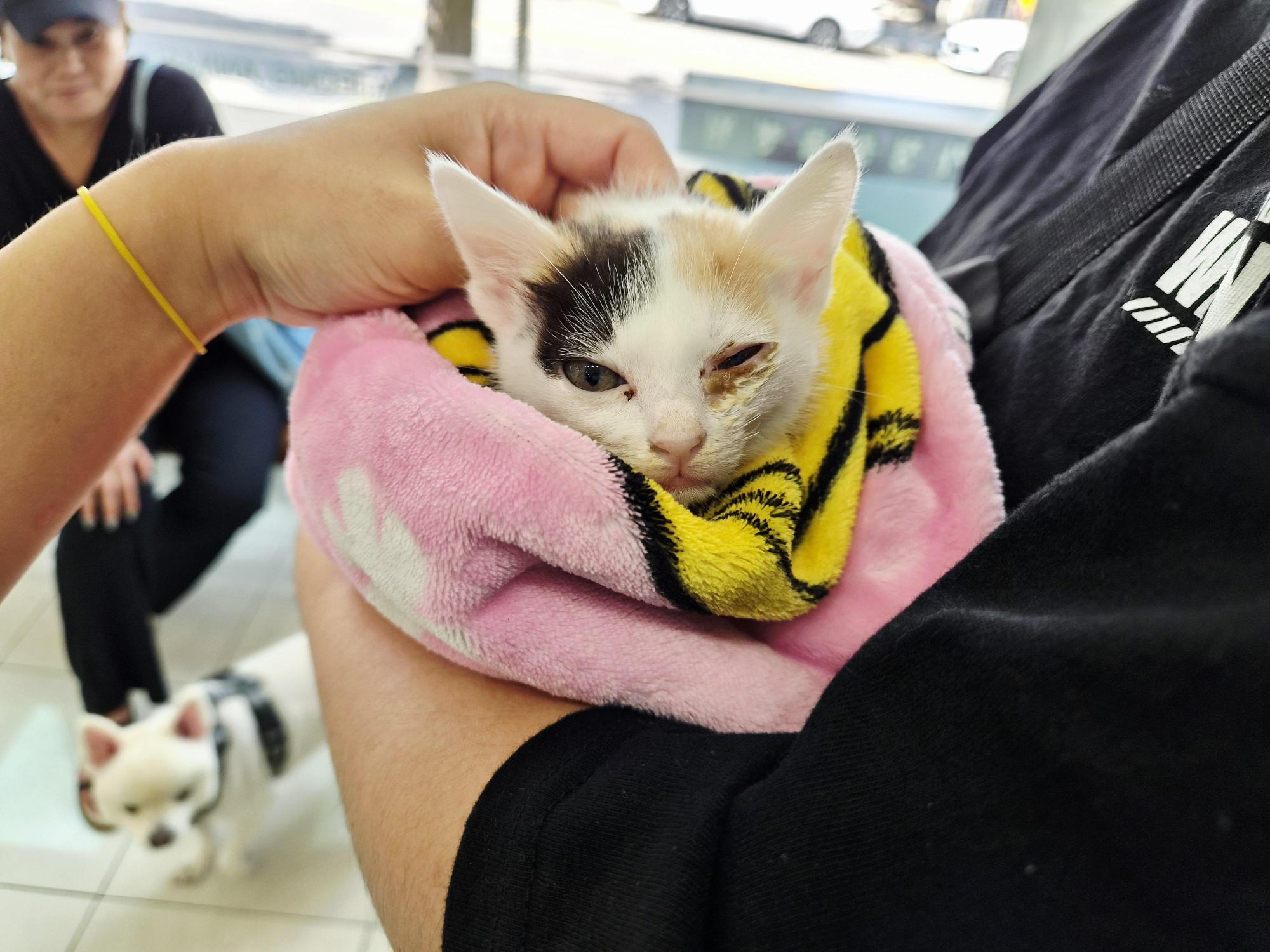 보호 중인 한국 고양이