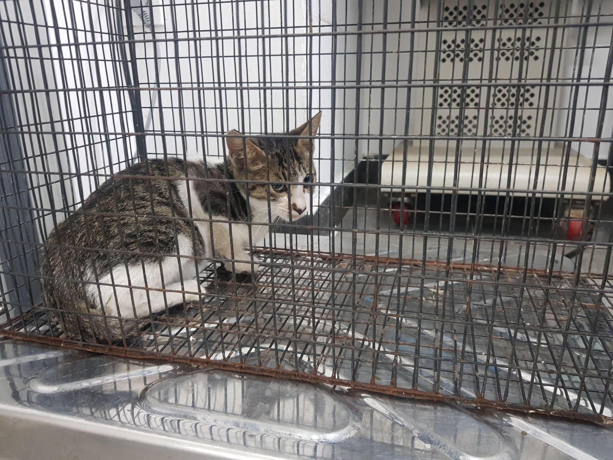 보호 중인 한국 고양이