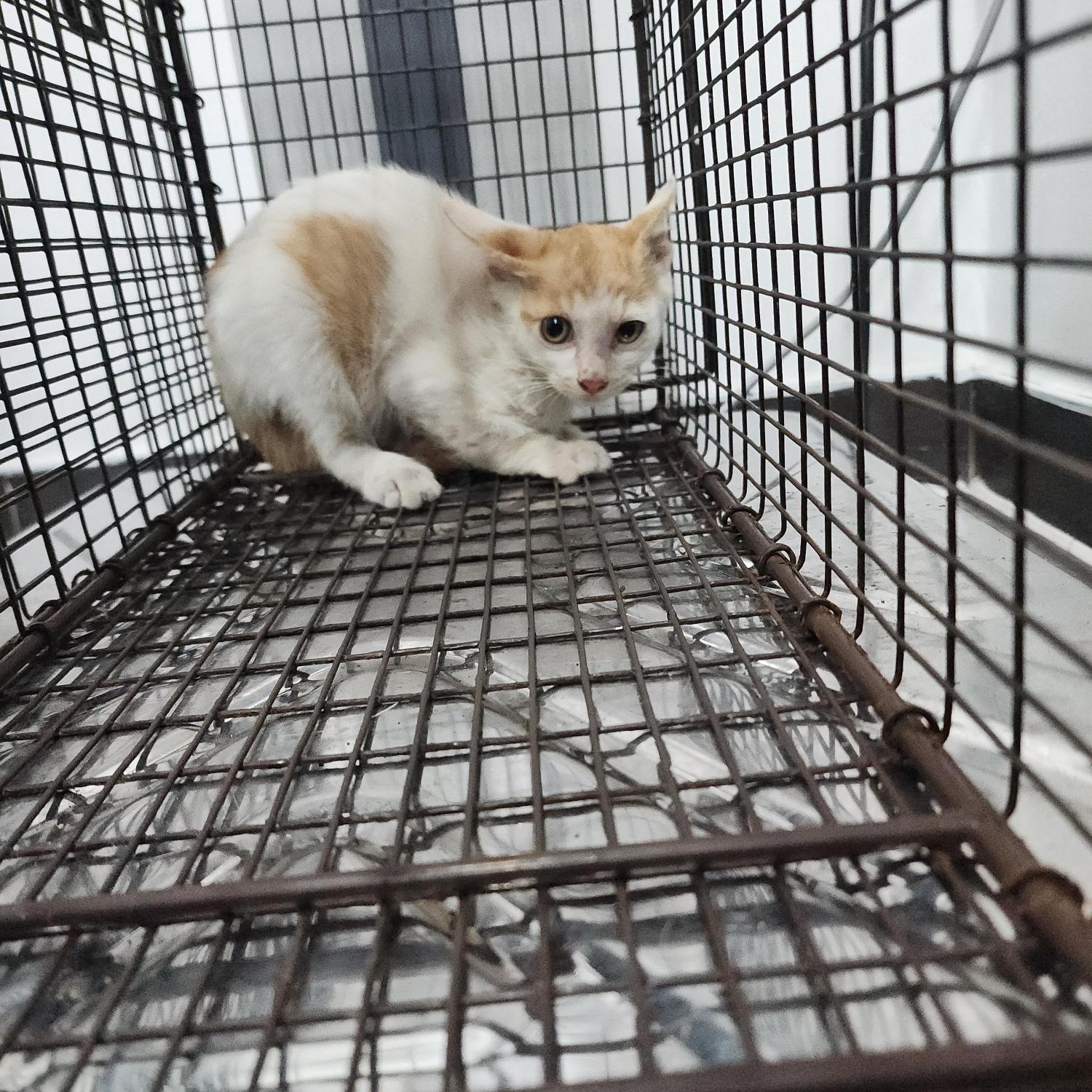 보호 중인 한국 고양이