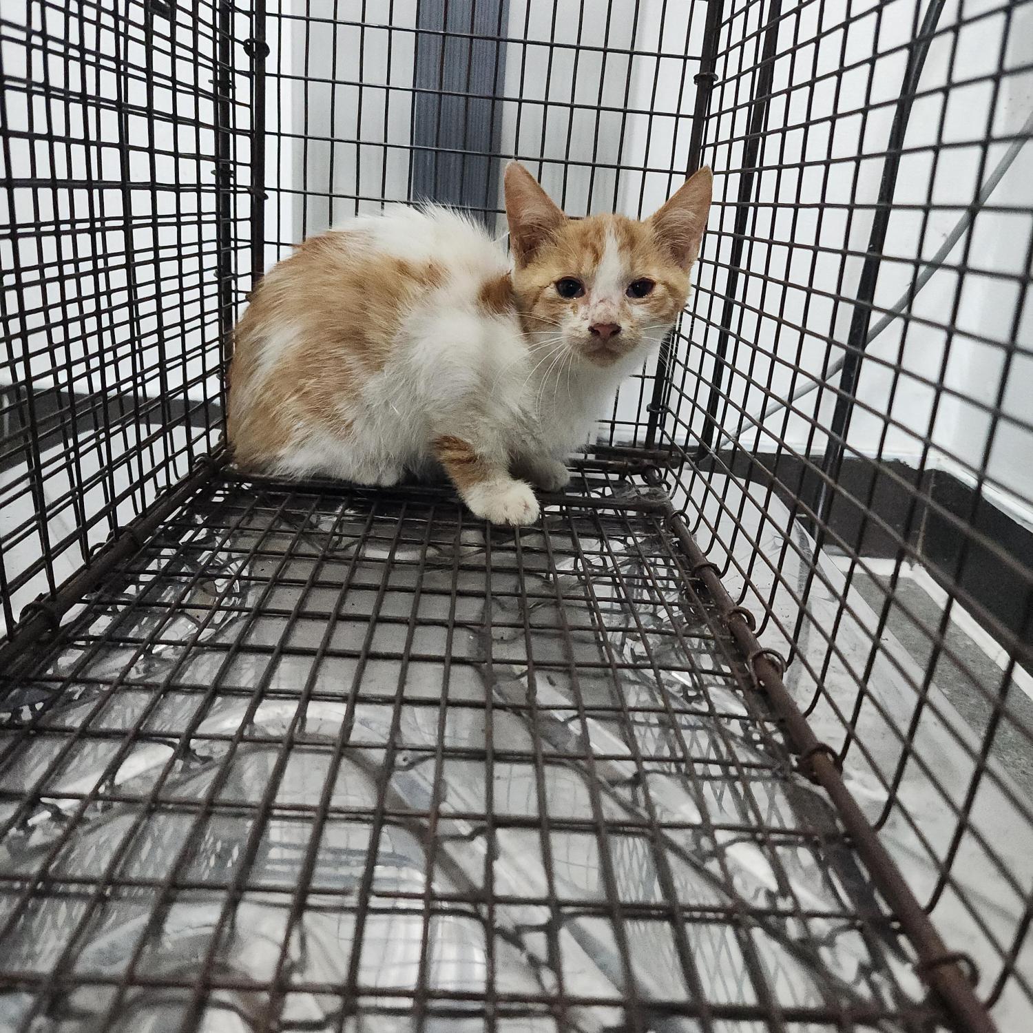 보호 중인 한국 고양이