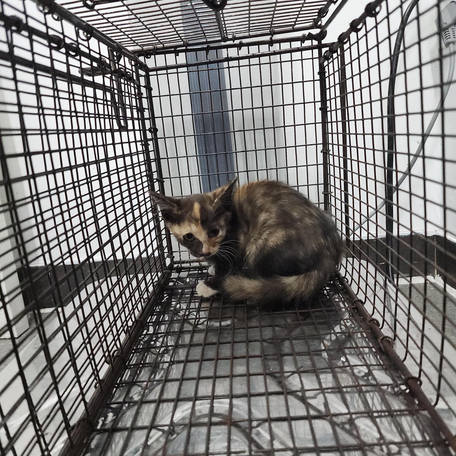 보호 중인 한국 고양이