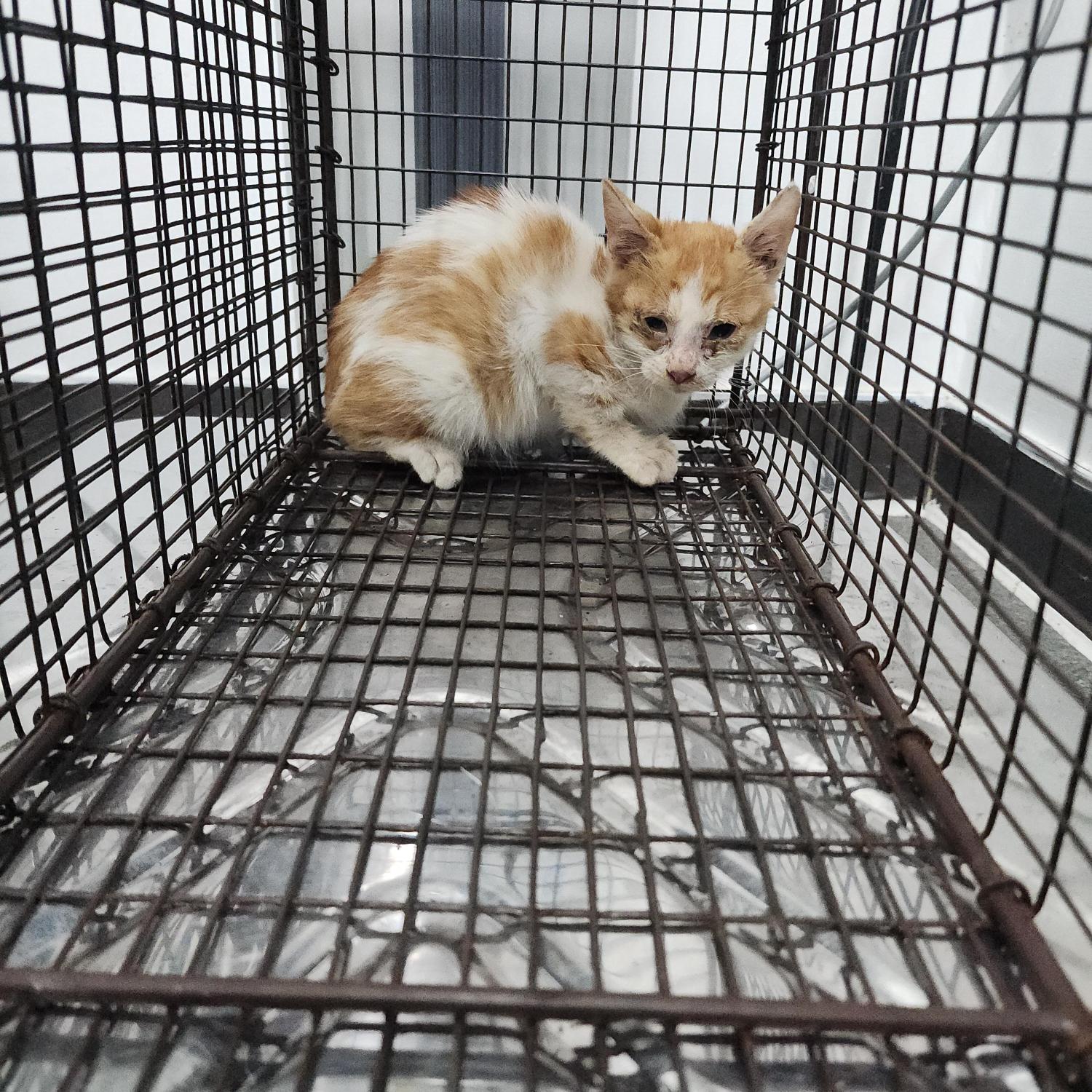 보호 중인 한국 고양이