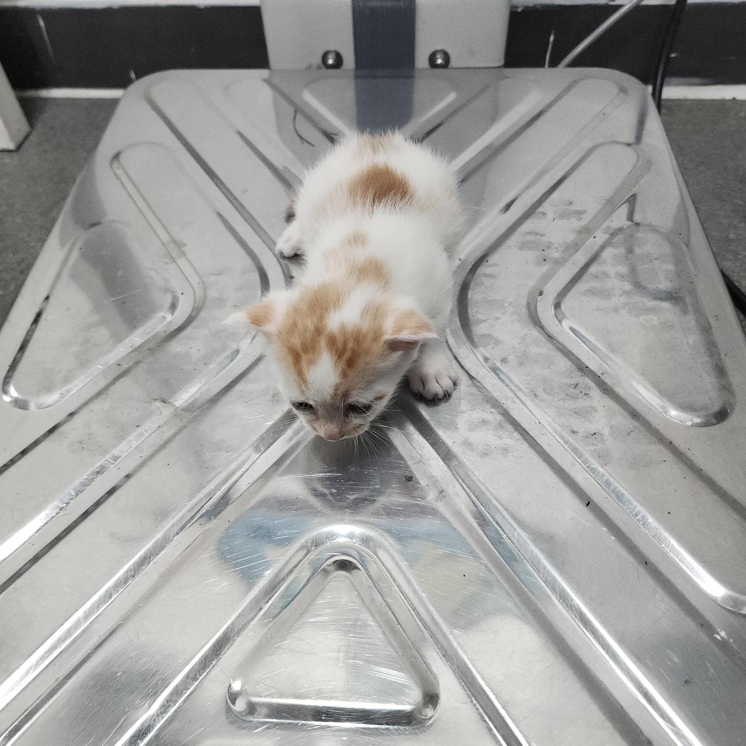 보호 중인 한국 고양이