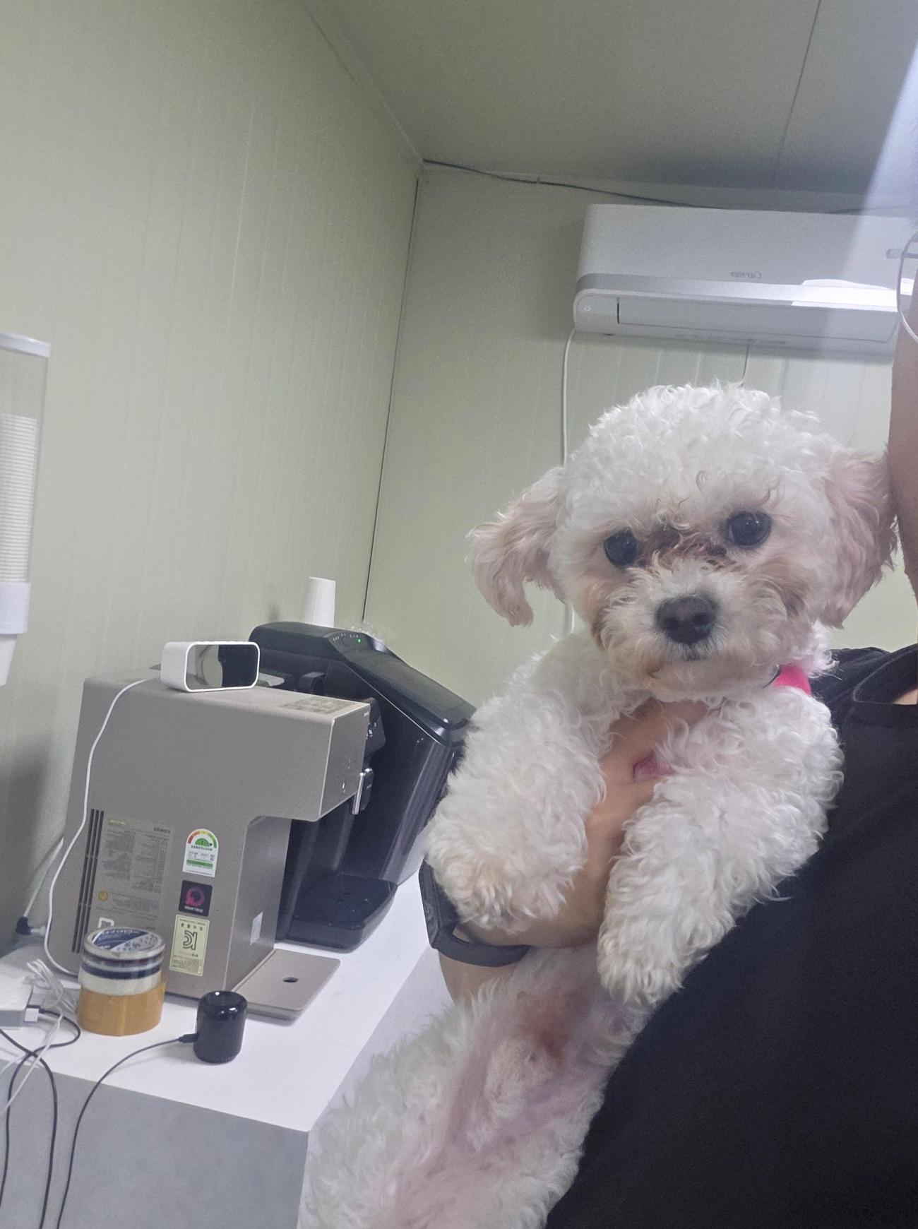 보호 중인 비숑 프리제