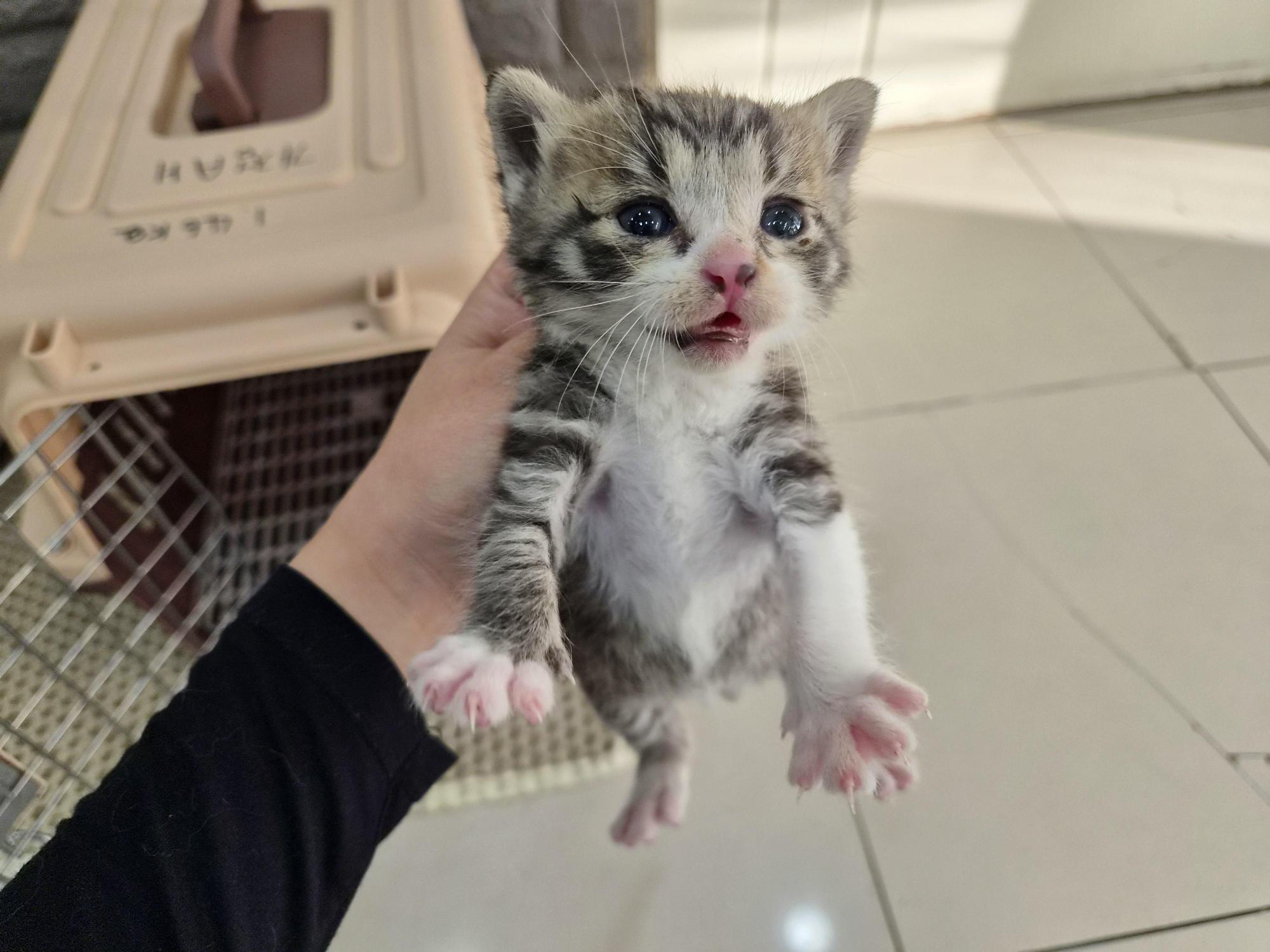 보호 중인 한국 고양이