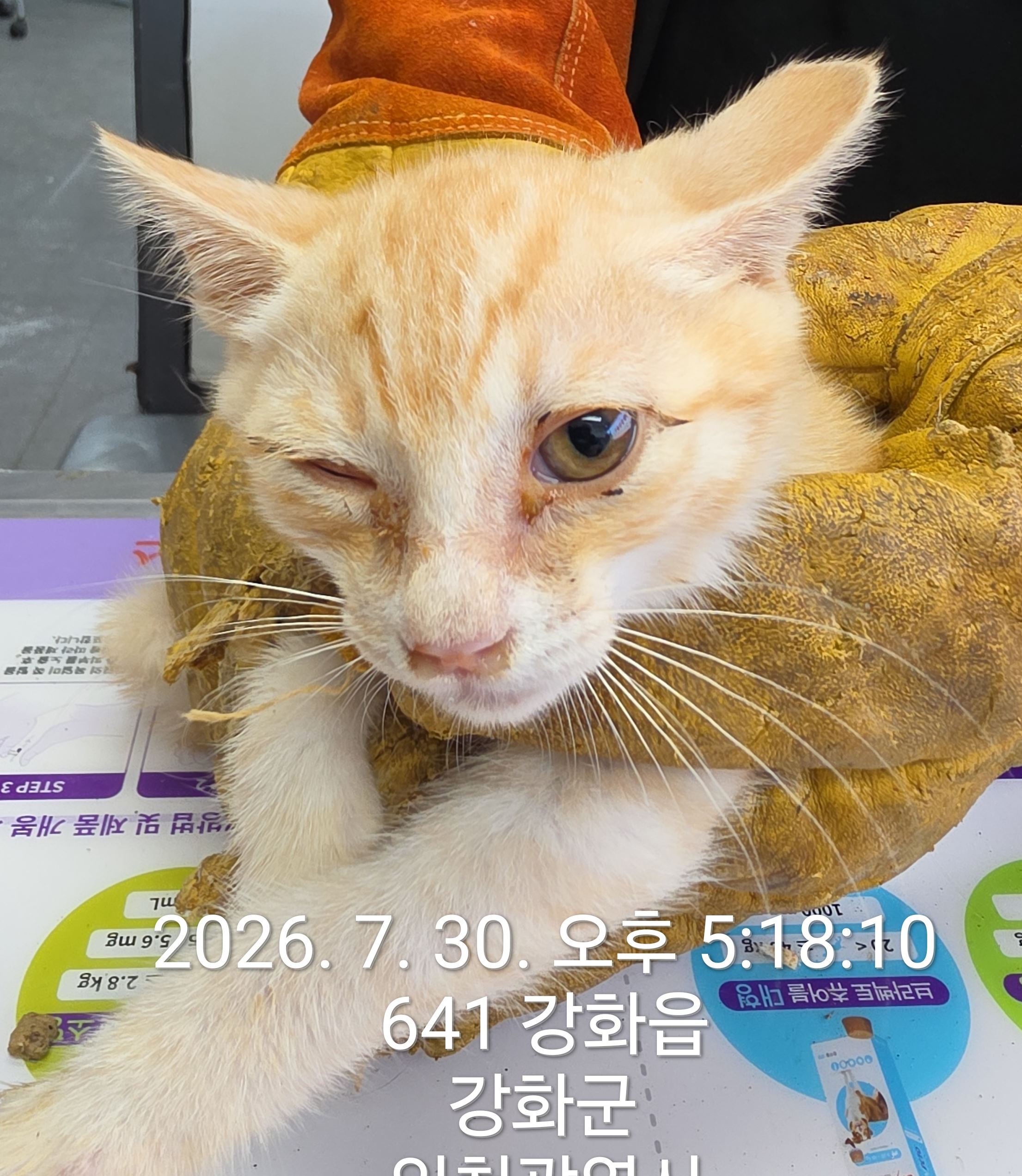 보호 중인 한국 고양이