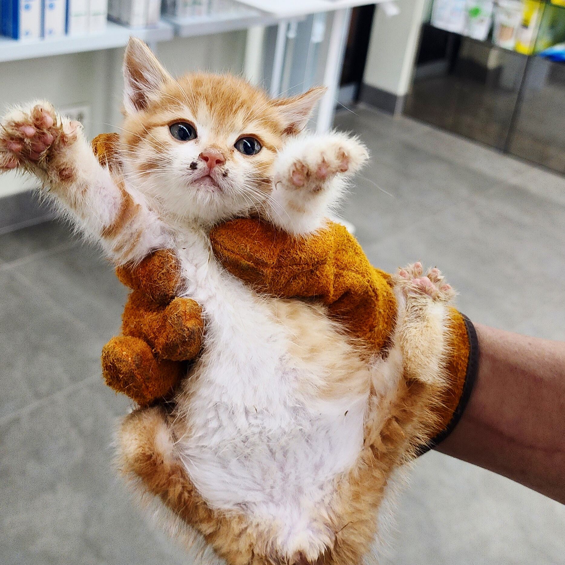 보호 중인 한국 고양이