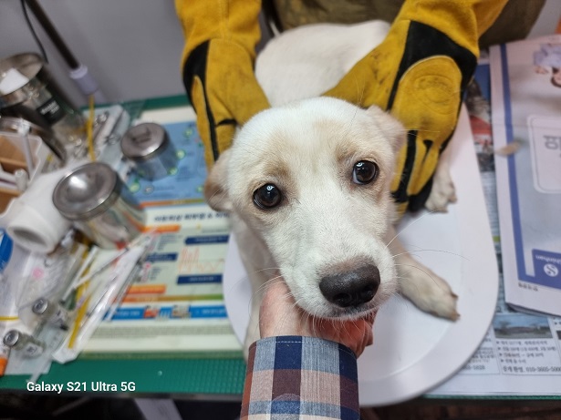 보호 중인 믹스견