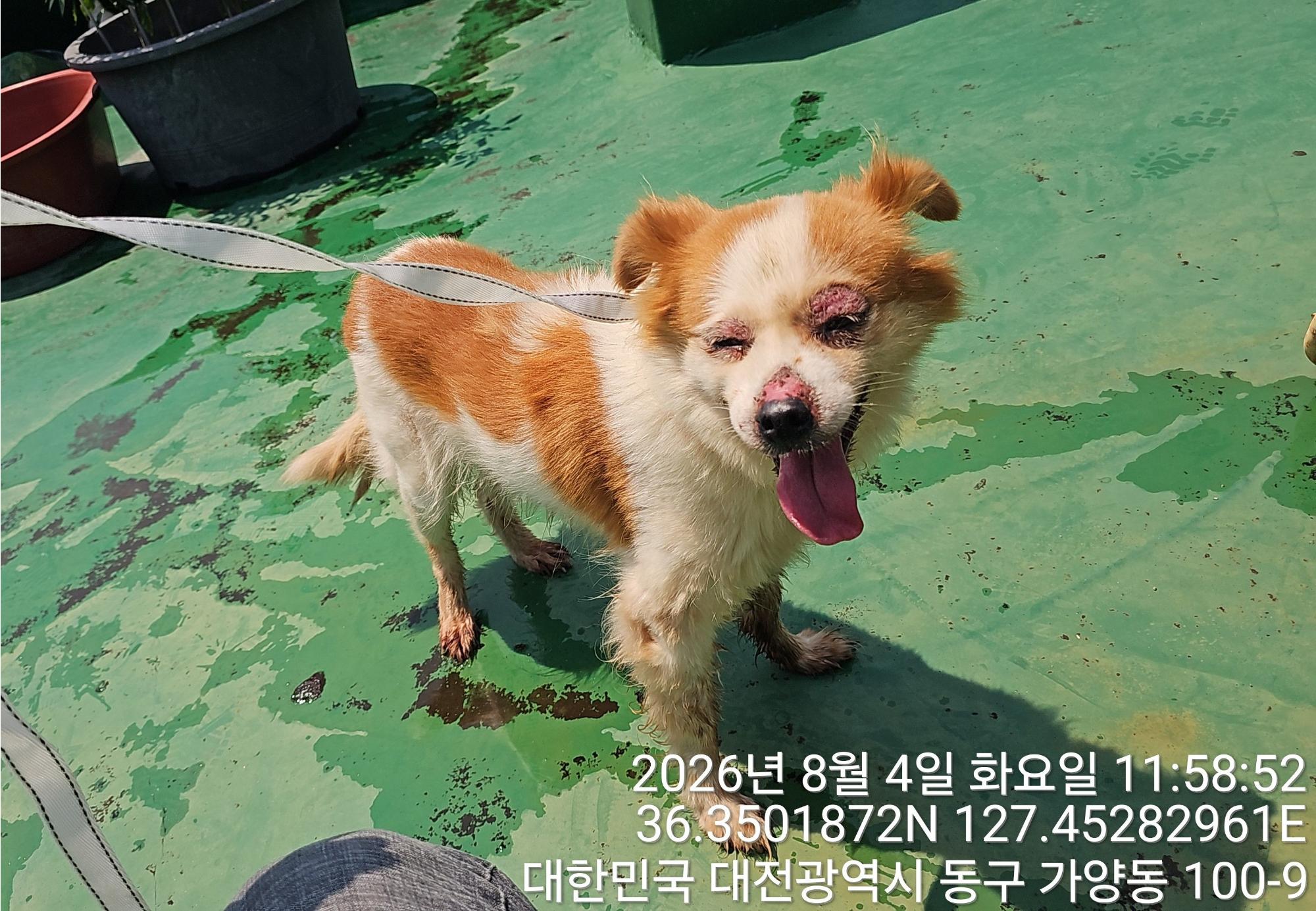 보호 중인 믹스견