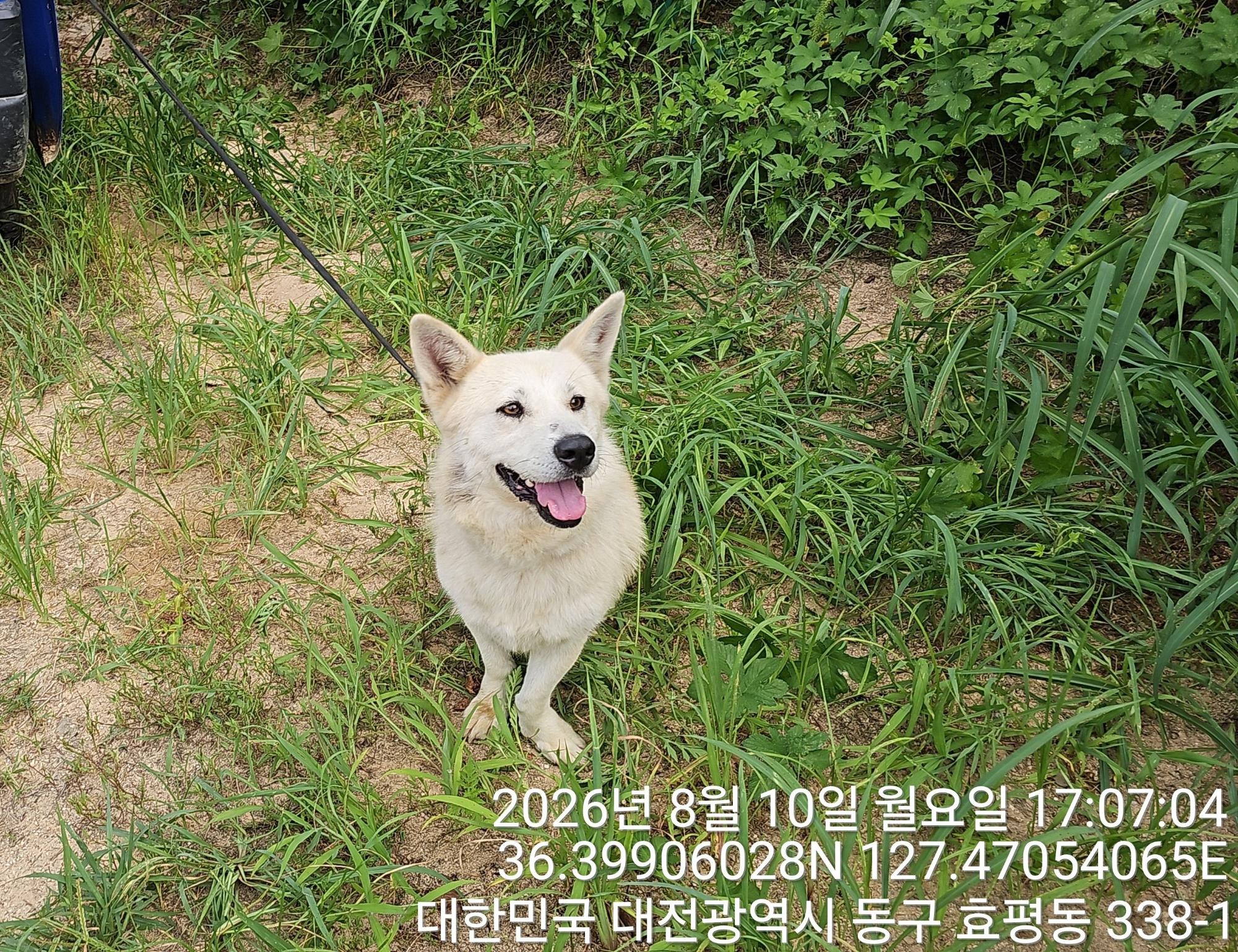 보호 중인 믹스견