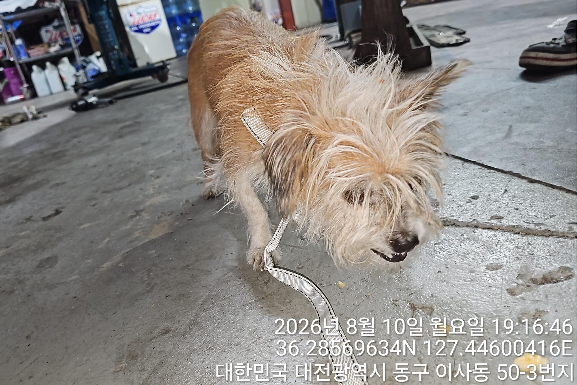 보호 중인 믹스견