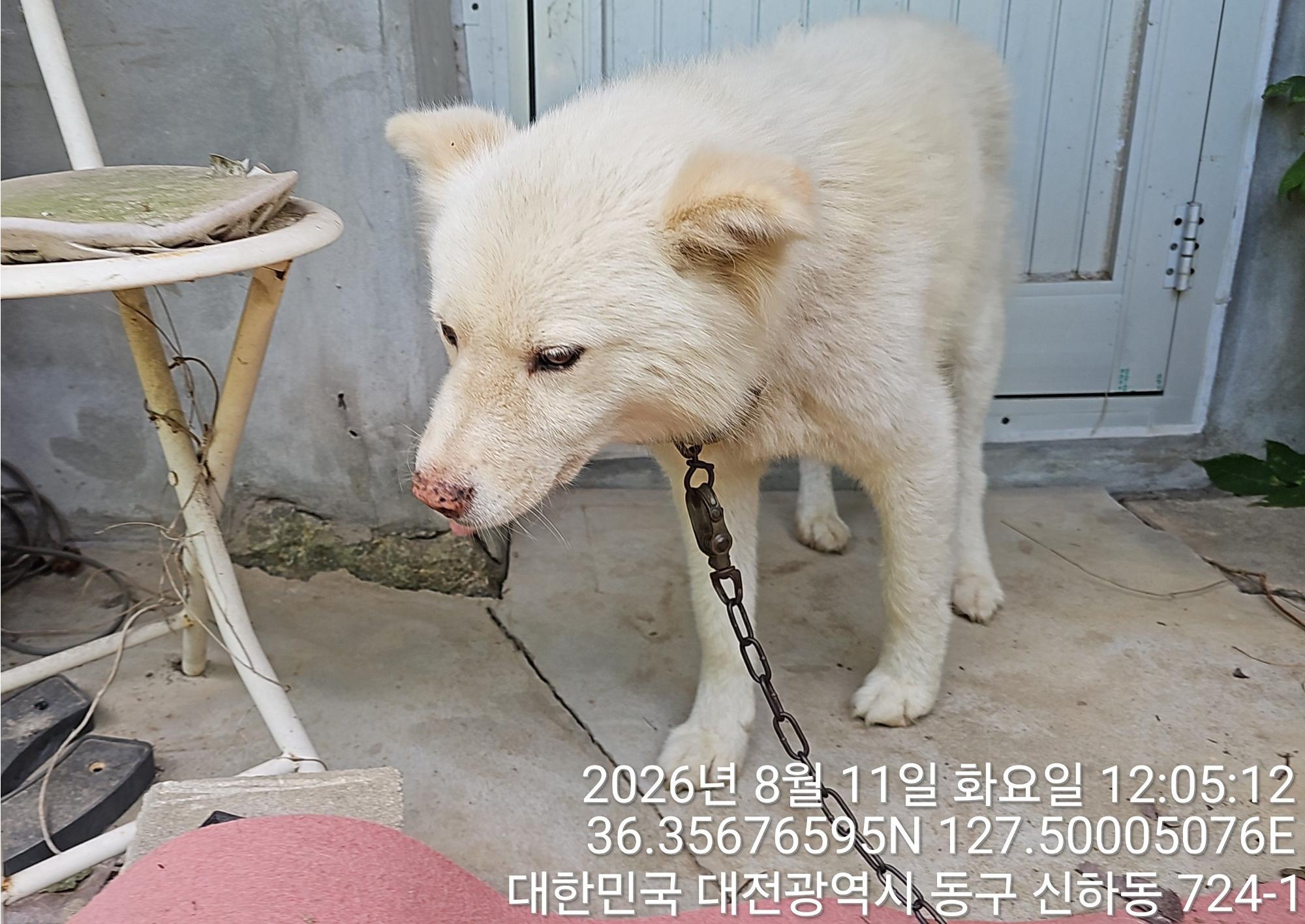 보호 중인 믹스견