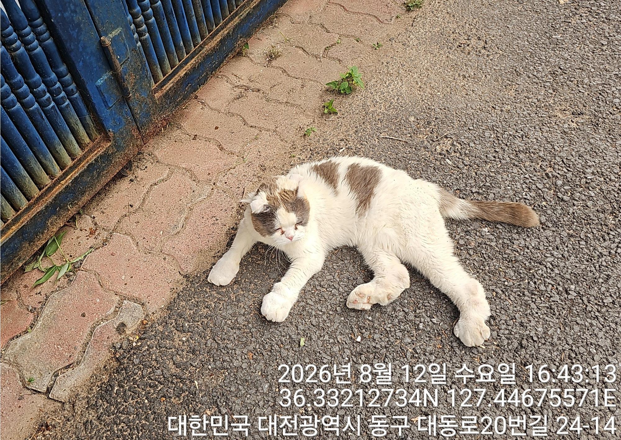 보호 중인 스코티시폴드