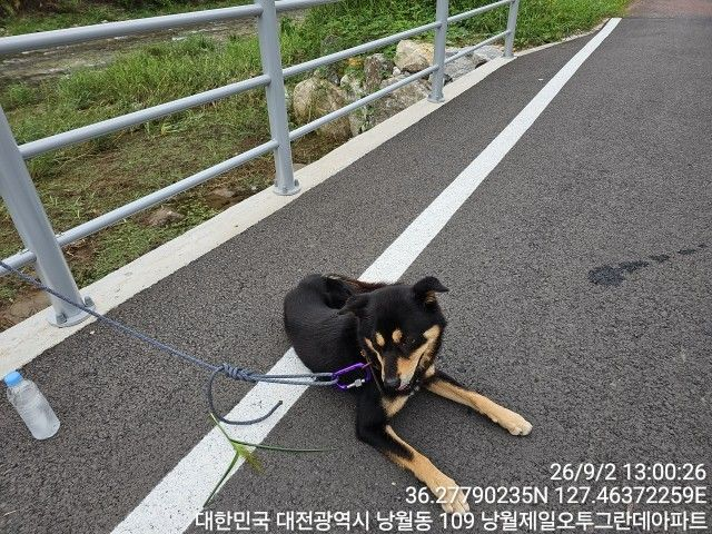 보호 중인 믹스견