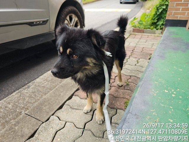 보호 중인 믹스견