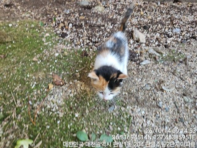 보호 중인 한국 고양이