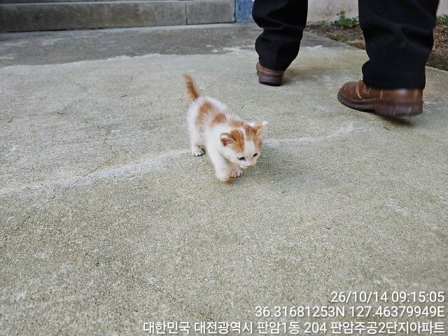 보호 중인 한국 고양이
