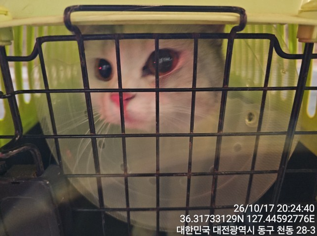 보호 중인 스코티쉬 스트레이트