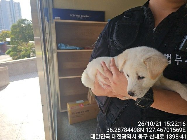 보호 중인 동경견