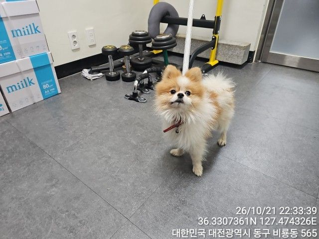 보호 중인 포메라니안