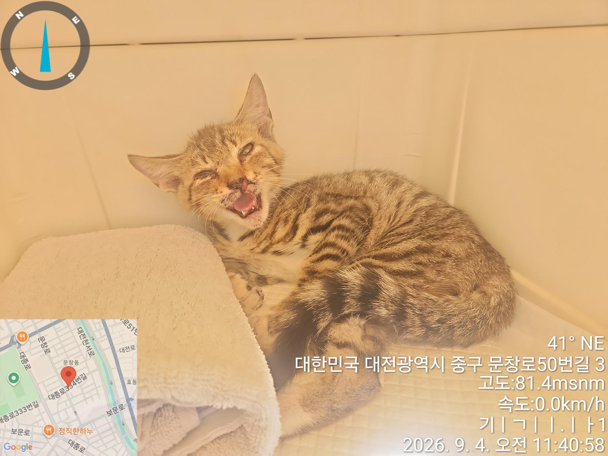 보호 중인 한국 고양이