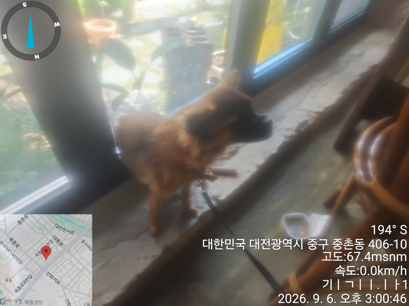 보호 중인 믹스견