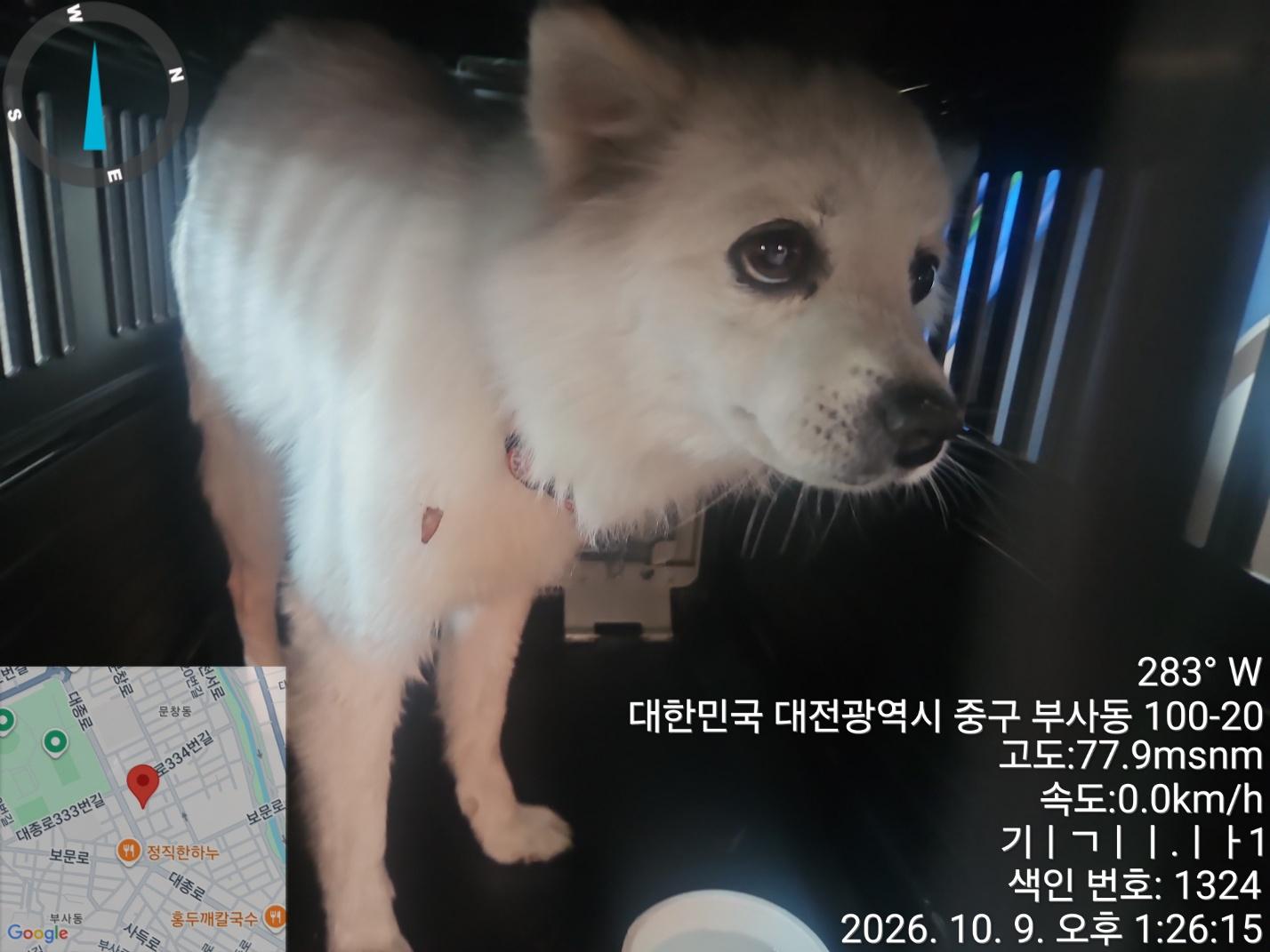 보호 중인 믹스견
