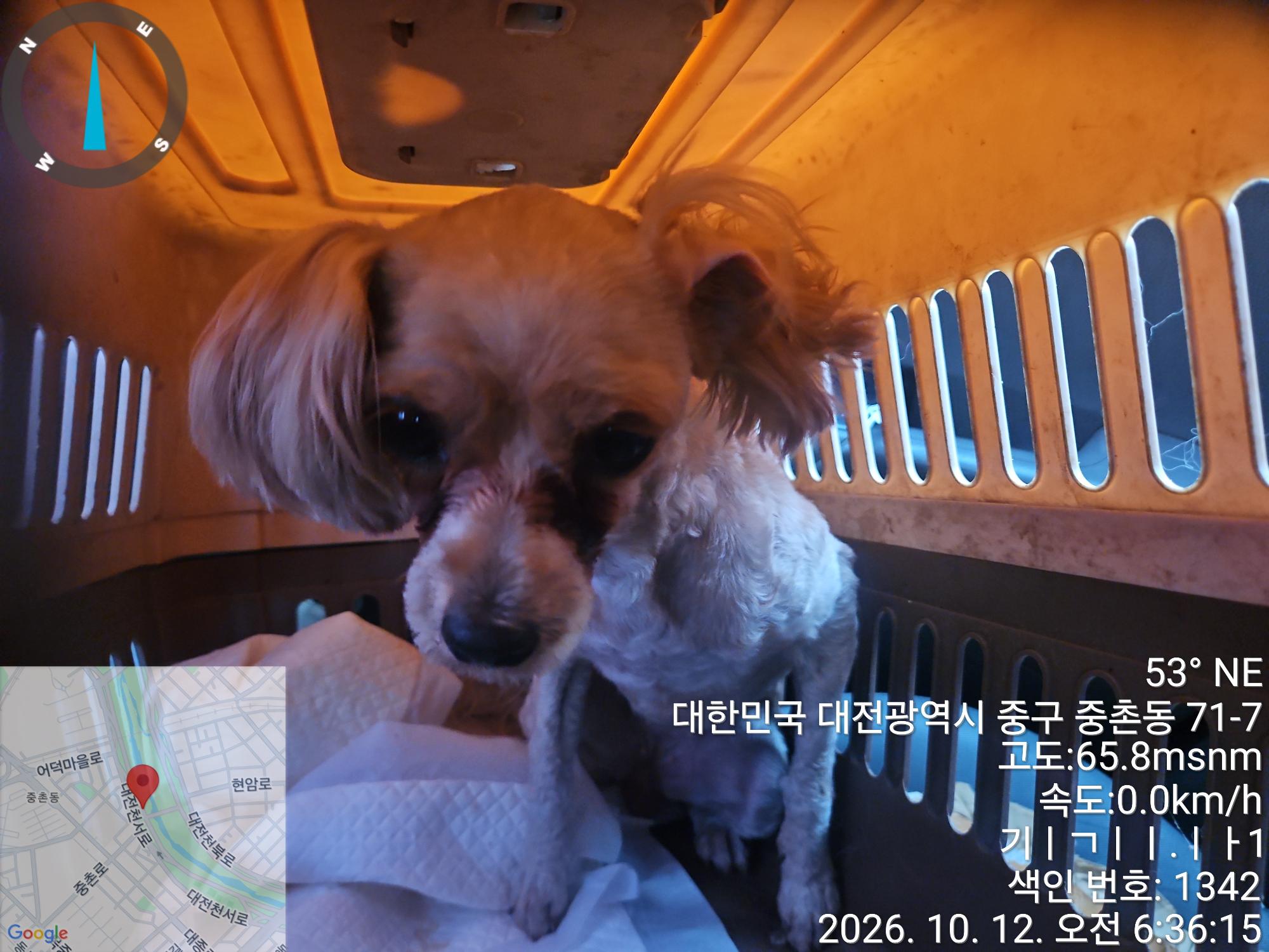 보호 중인 말티즈