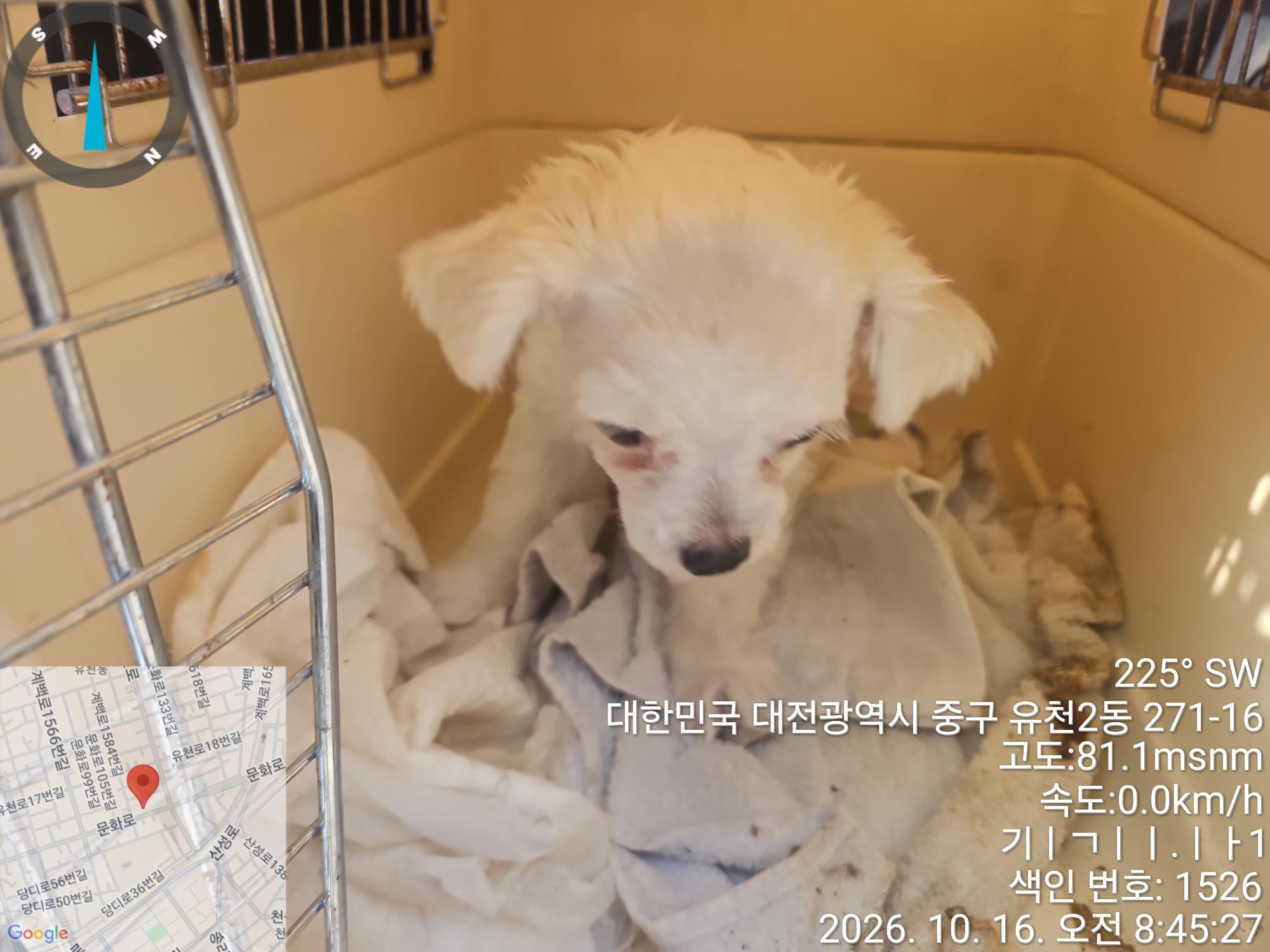 보호 중인 믹스견