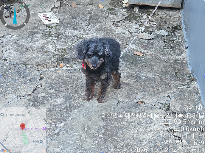 보호 중인 푸들