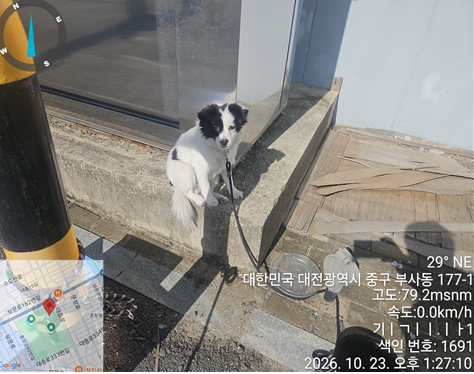 보호 중인 믹스견
