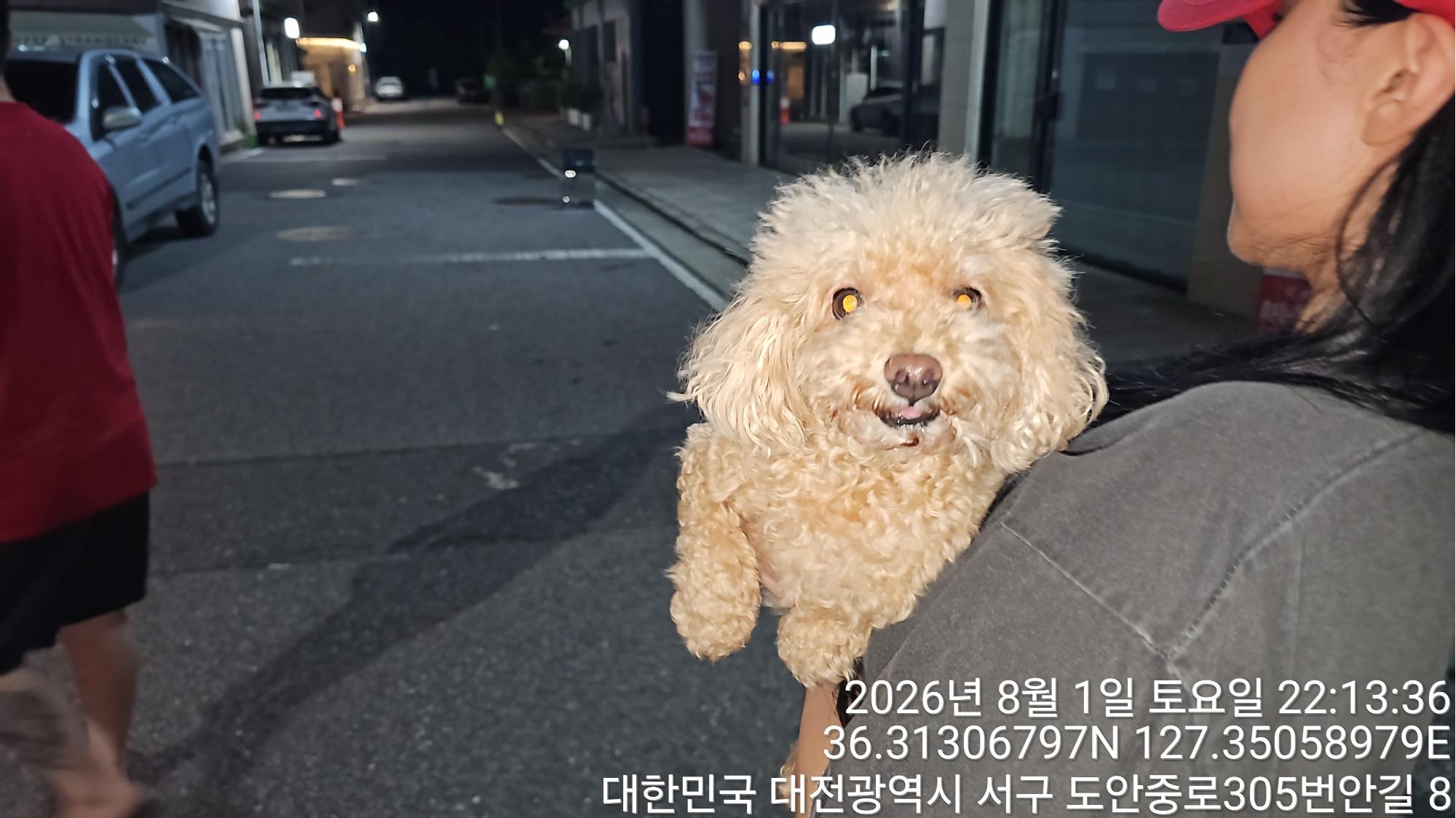 보호 중인 푸들