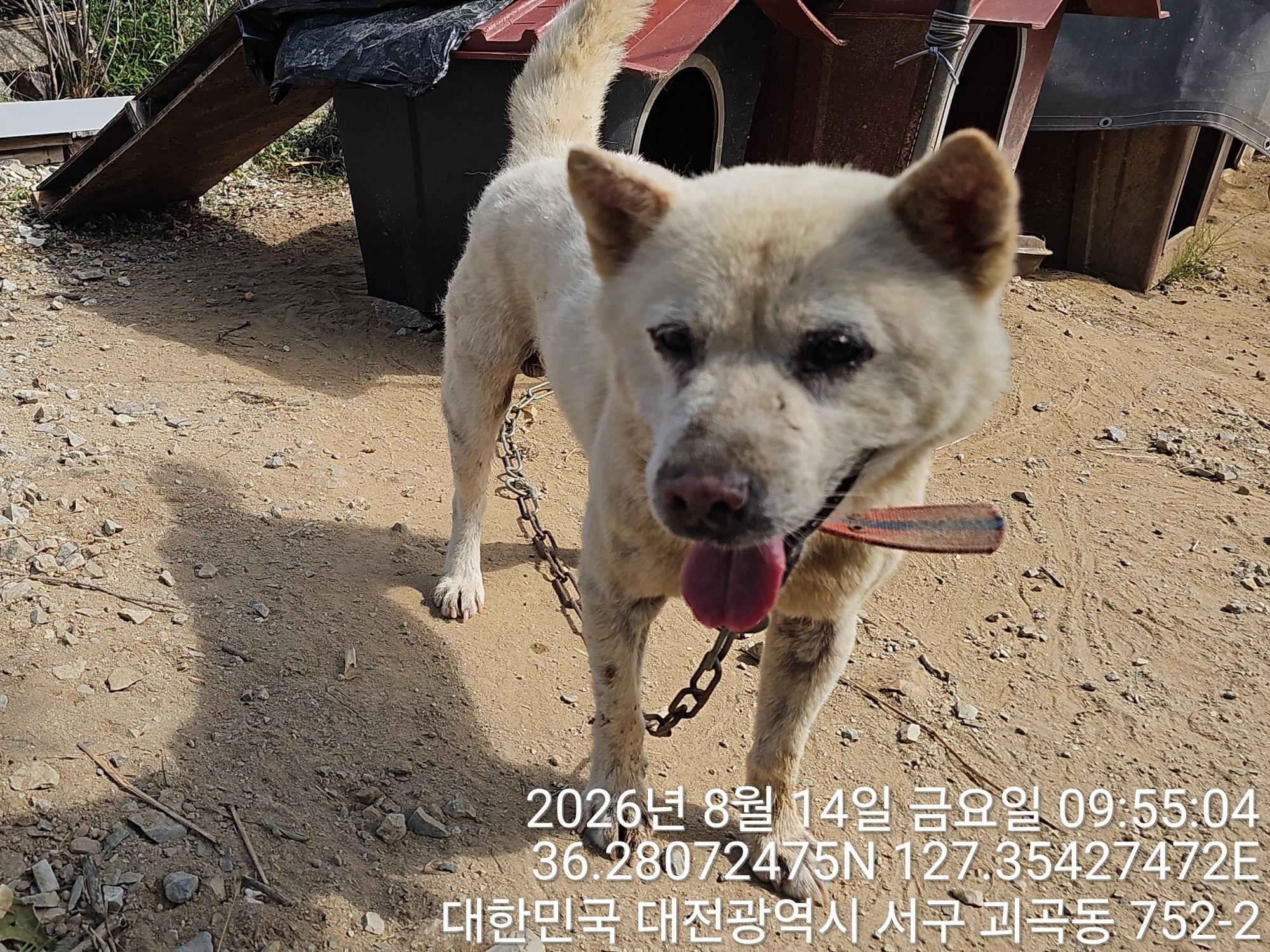 보호 중인 진도견