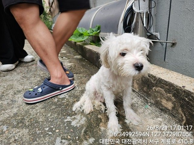 보호 중인 말티즈