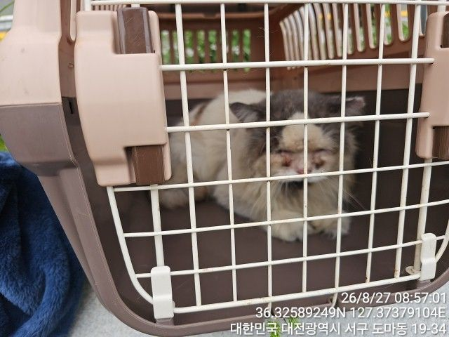 보호 중인 페르시안