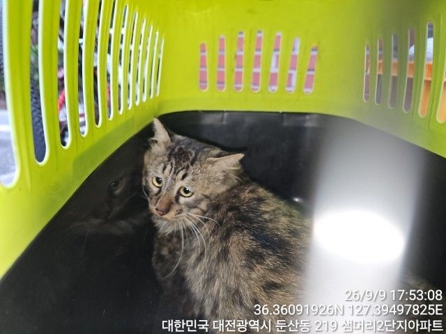 보호 중인 노르웨이 숲