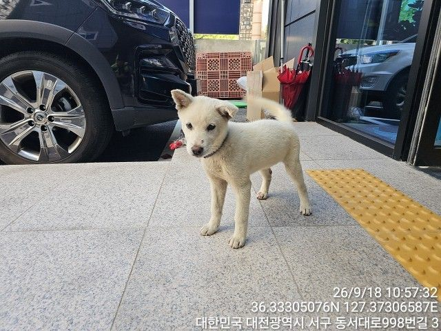보호 중인 믹스견