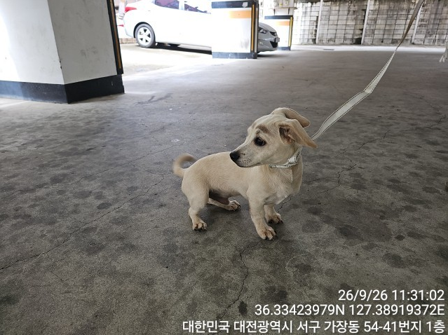 보호 중인 믹스견